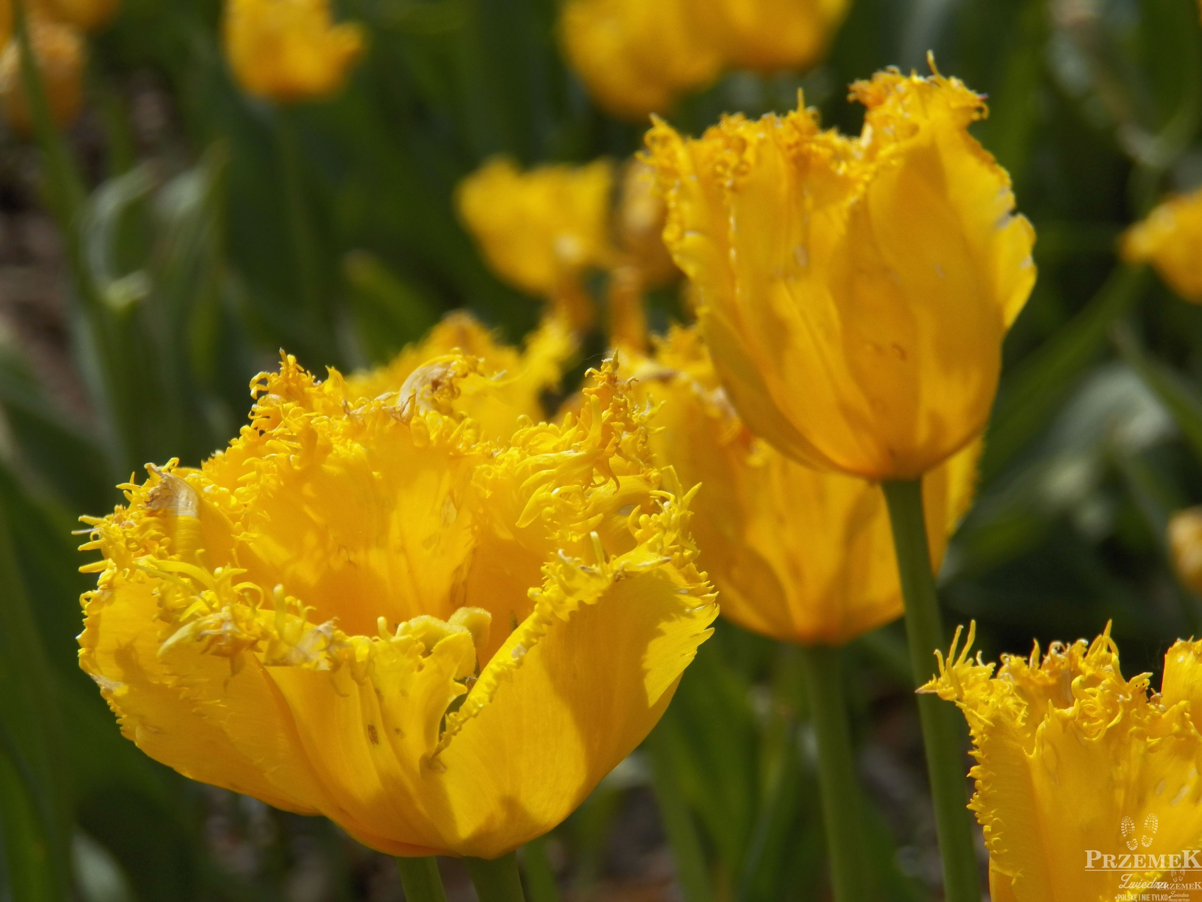 tulipan ogród botaniczny