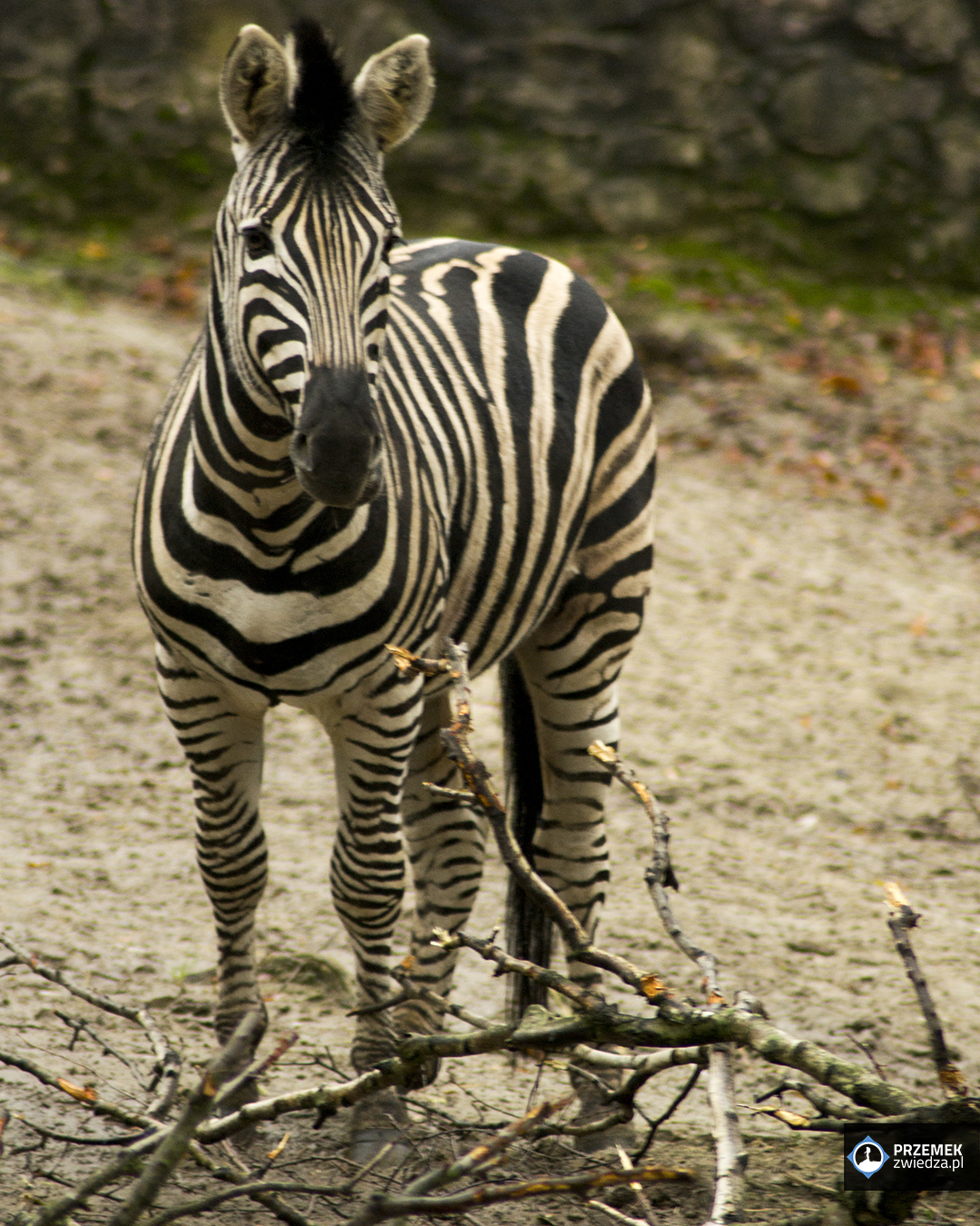 Zebra Chapmana
